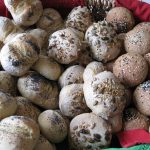 Recipes for bread rolls