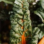 green plant in orange pot